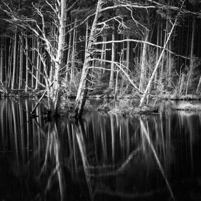 Trees on Loch Mallachie, Cairngorms National Park, Scotland. SM037