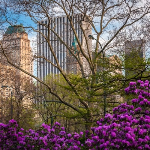 Flowers and budding trees in Central Park, New York City NY020