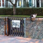 Cat on Wall beside gate with sign: 'No Dogs Allowed', Broughty Ferry, Dundee, Scotland. DD184