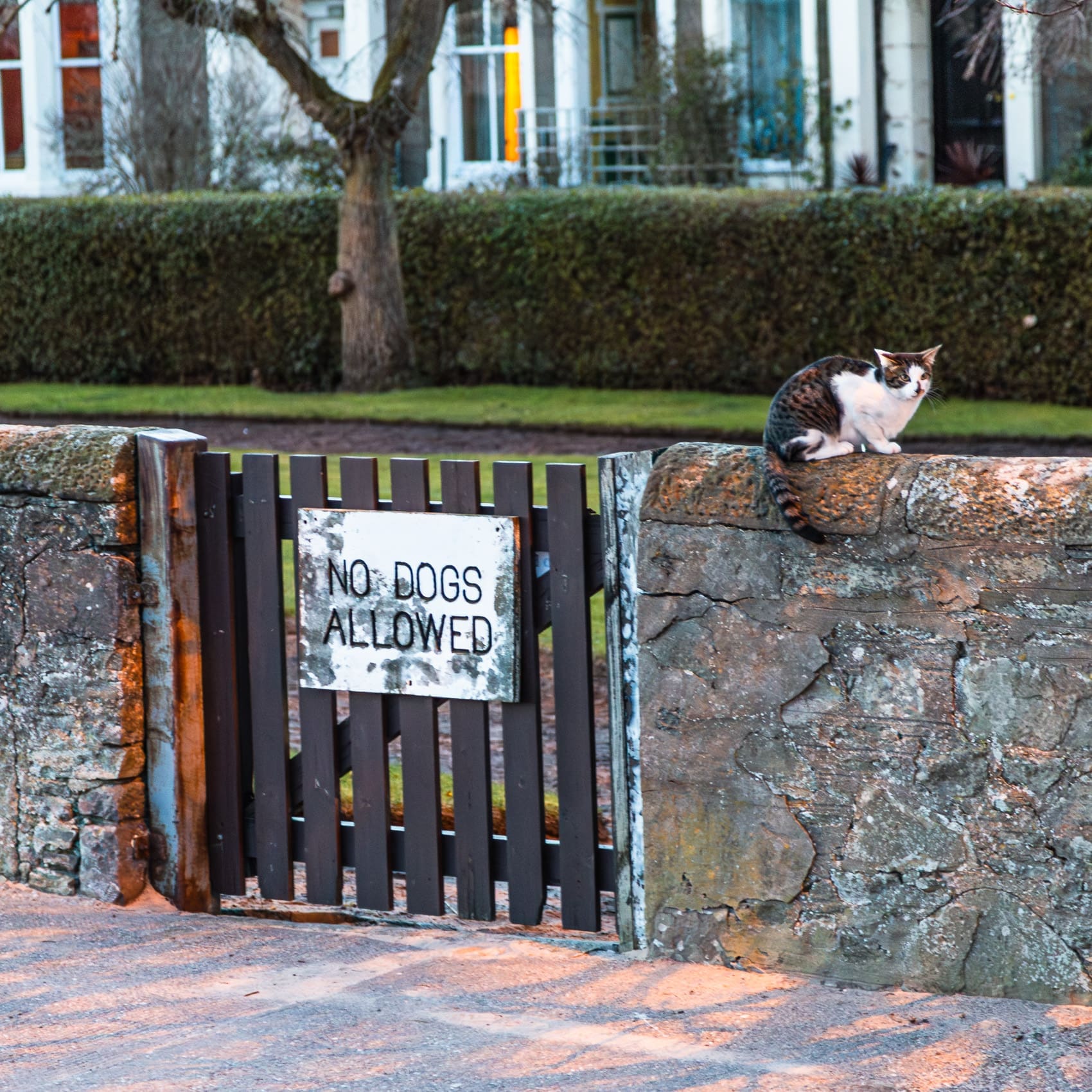 Cat on Wall beside gate with sign: 'No Dogs Allowed'