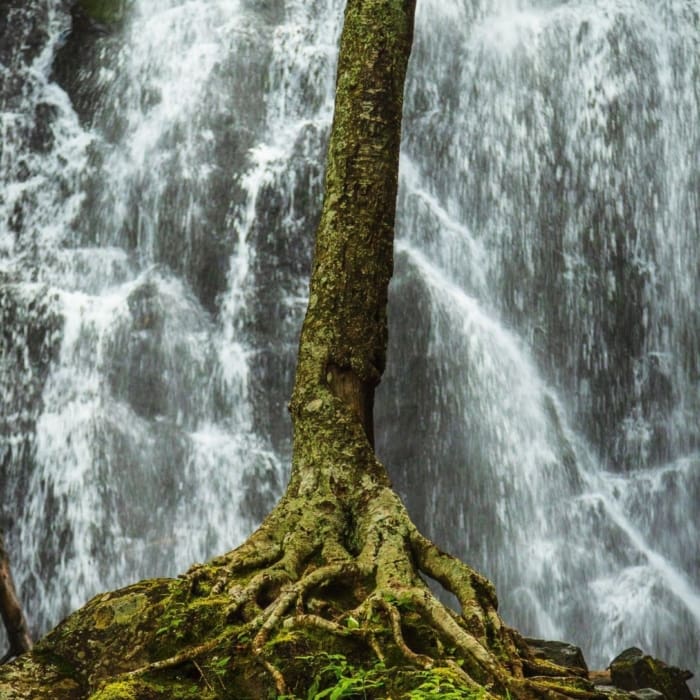 Tree growing on rocky ground against background of Crabtree Falls, North Carolina, USA NC002