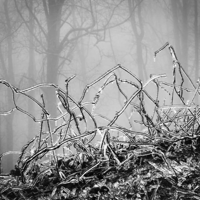 Monochrome image of ice-coated twigs and grasses, occurring as the consequence of an ice storm. NC018