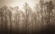 Trees on the Blue Ridge Parkway, North Carolina, USA. CM006