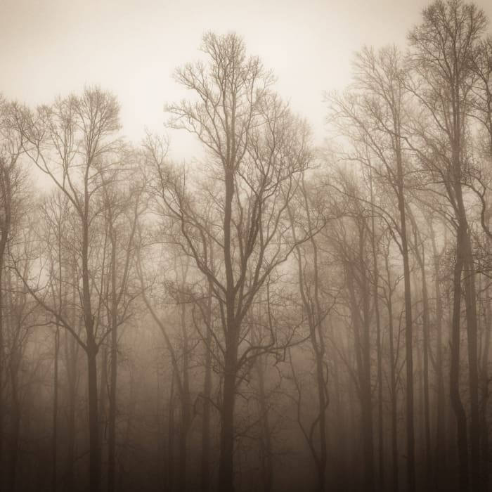 Sepia toned image of trees in mist on the BLue Ridge Parkway, North Carolina, USA. CM006