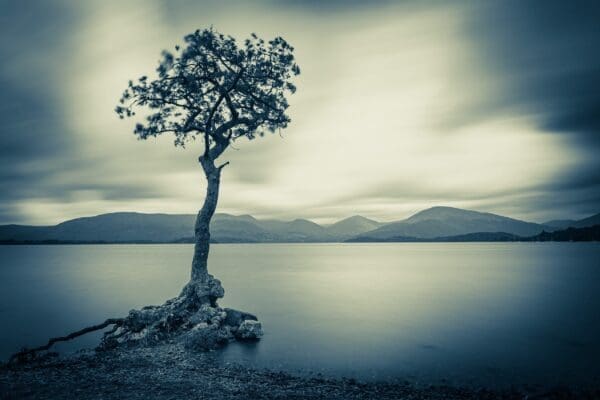 Duotone of tree, Millarochy Bay, Loch Lomond, Scotland. SM033