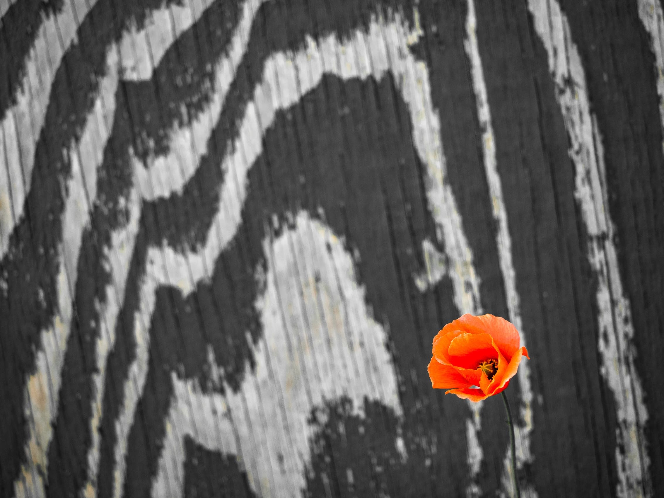 Poppy against wooden fence, Dundee, Scotland. DD062