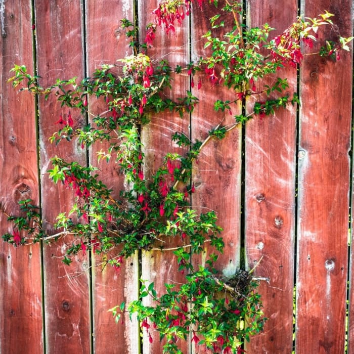 Fuschia bush on fence, Dundee, Scotland. DD067