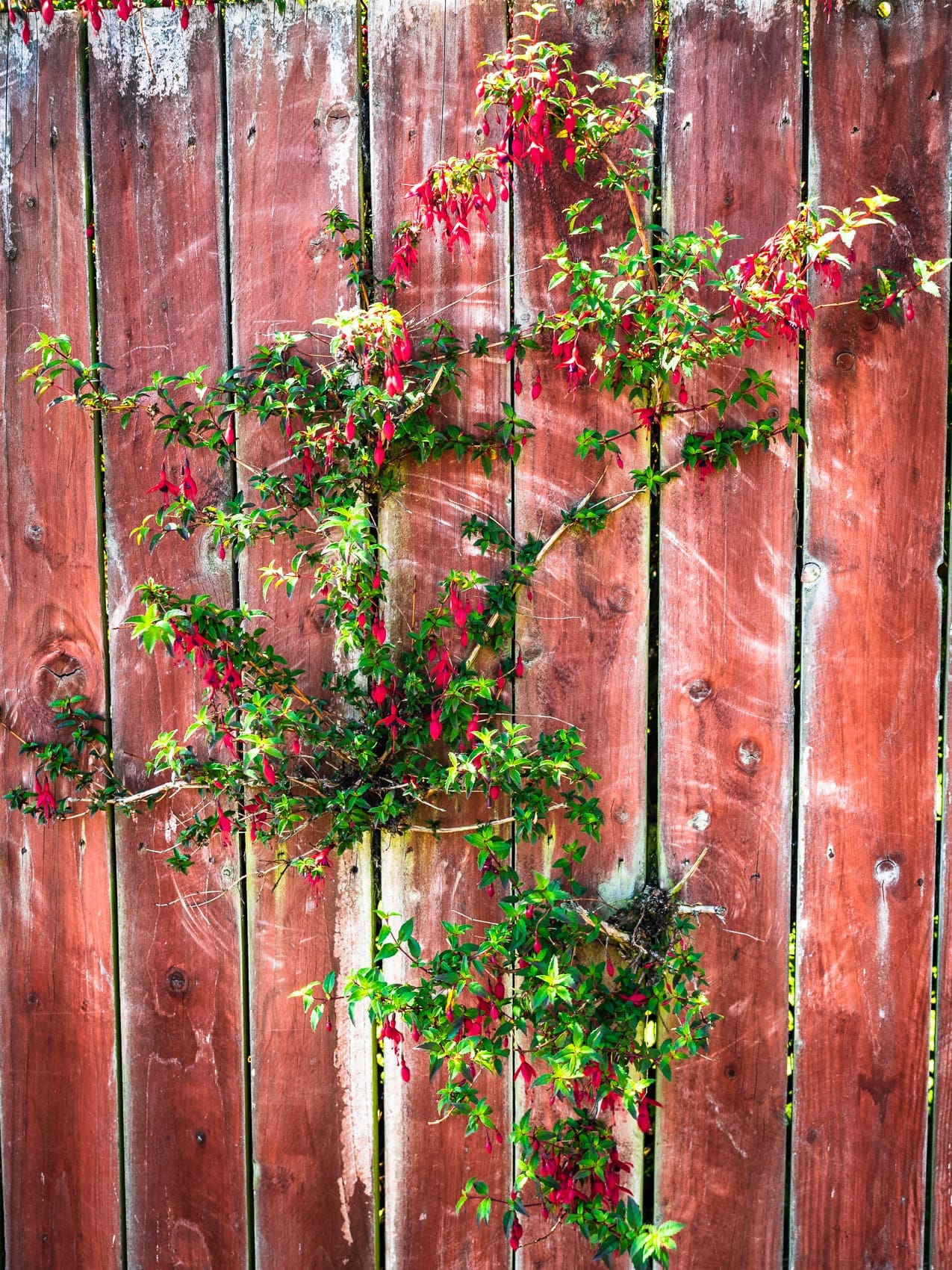 Fuschia bush on fence, Dundee, Scotland. DD067