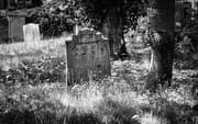 Monochrome image of gravestone in overgrown churchyard, Dundee, Scotland SM060