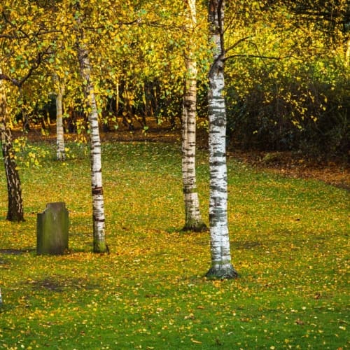 Stand of birch trees in Princes Street Gardens, Edinburgh, Scotland. EH019