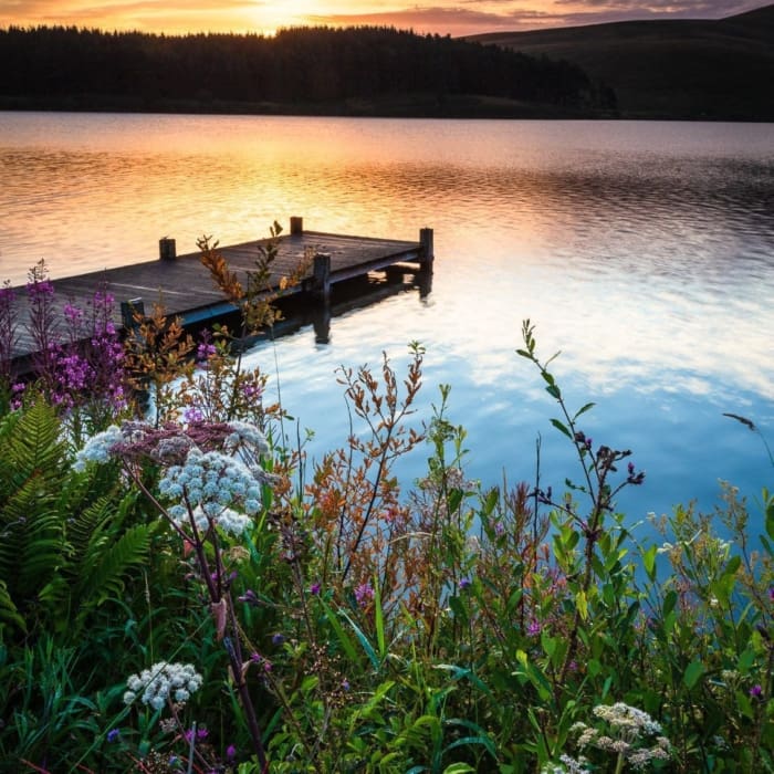 Wildflowers and jetty at Portmore Loch, Borders, Scotland. BD003