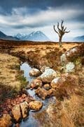 Dead tree and entrance to Glen Coe, Scotland. HC046