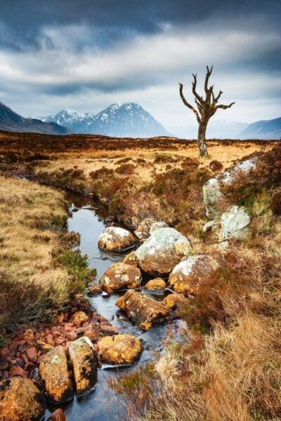 Dead tree and entrance to Glen Coe, Scotland. HC046