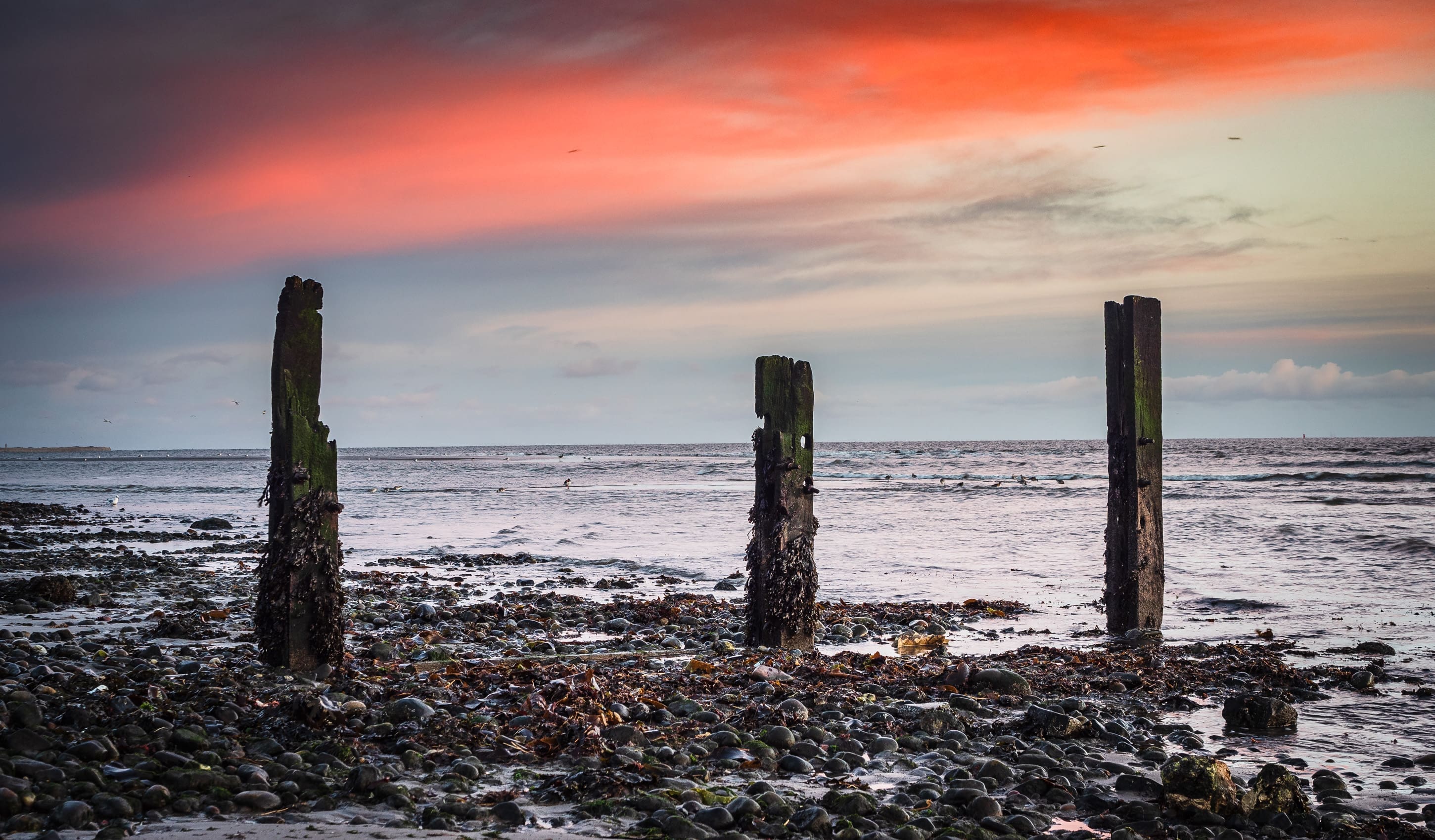 Rotten groyne pilings on Broughty Ferry beach, Dundee, Scotland.