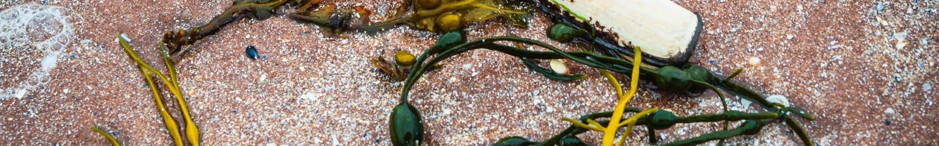 Razor shell and seaweed on Sand beach, Applecross, Scotland. AP009