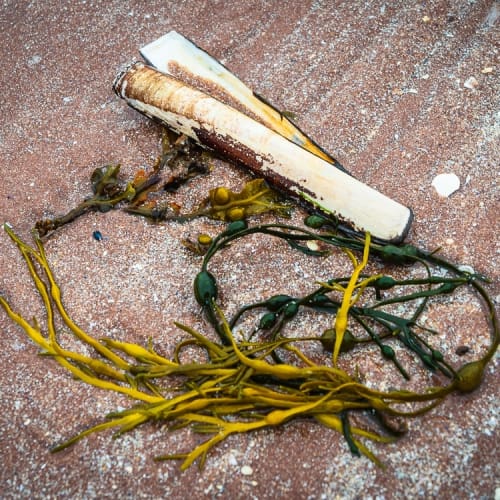 Razor shell and seaweed on Sand beach, Applecross, Scotland. AP009