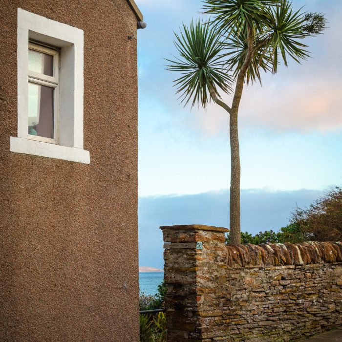 Palm tree growing in a garden in Stromness, Mainland, Orkney Islands. OR006