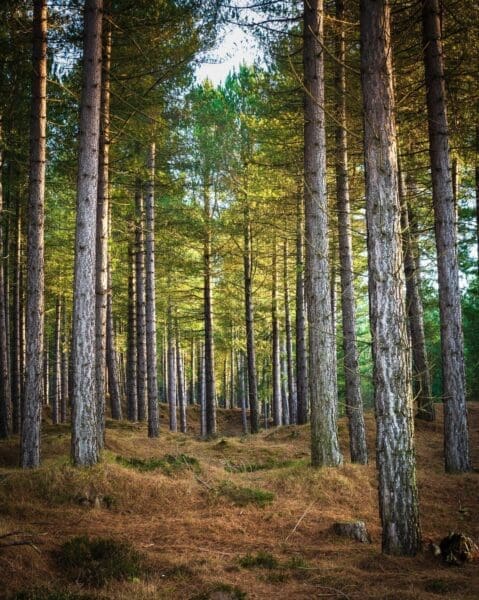 Tentsmuir Forest, near Tayport, Fife, Scotland. RT009