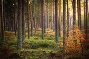 Tentsmuir Forest, near Tayport, Fife, Scotland. RT010