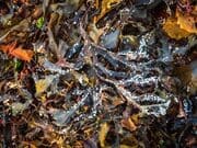 Seaweed and calcified maerl on the beach at Ardban, Applecross, Scotland. AP023