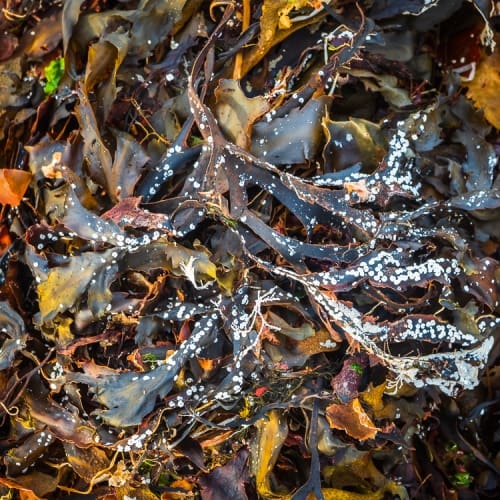 Seaweed and calcified maerl on the beach at Ardban, Applecross, Scotland. AP023