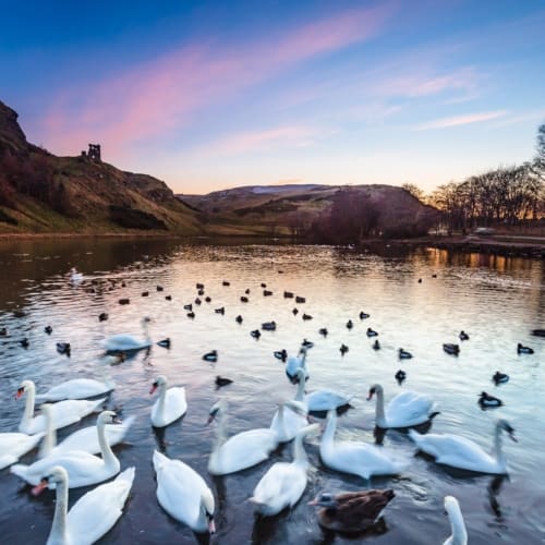 Swans on St Margaret&#039;s Loch, Edinburgh, Scotland. EH034