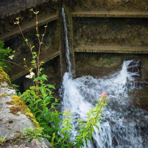 Wild flowers clinging to the side of the quay beside the lock on the Barrow Navigation at St Mullin&#039;s (Tigh Moling), County Carlow, Ireland. BR007