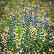 Wild Flowers on Magdalen Green, Dundee, Scotland. AN003