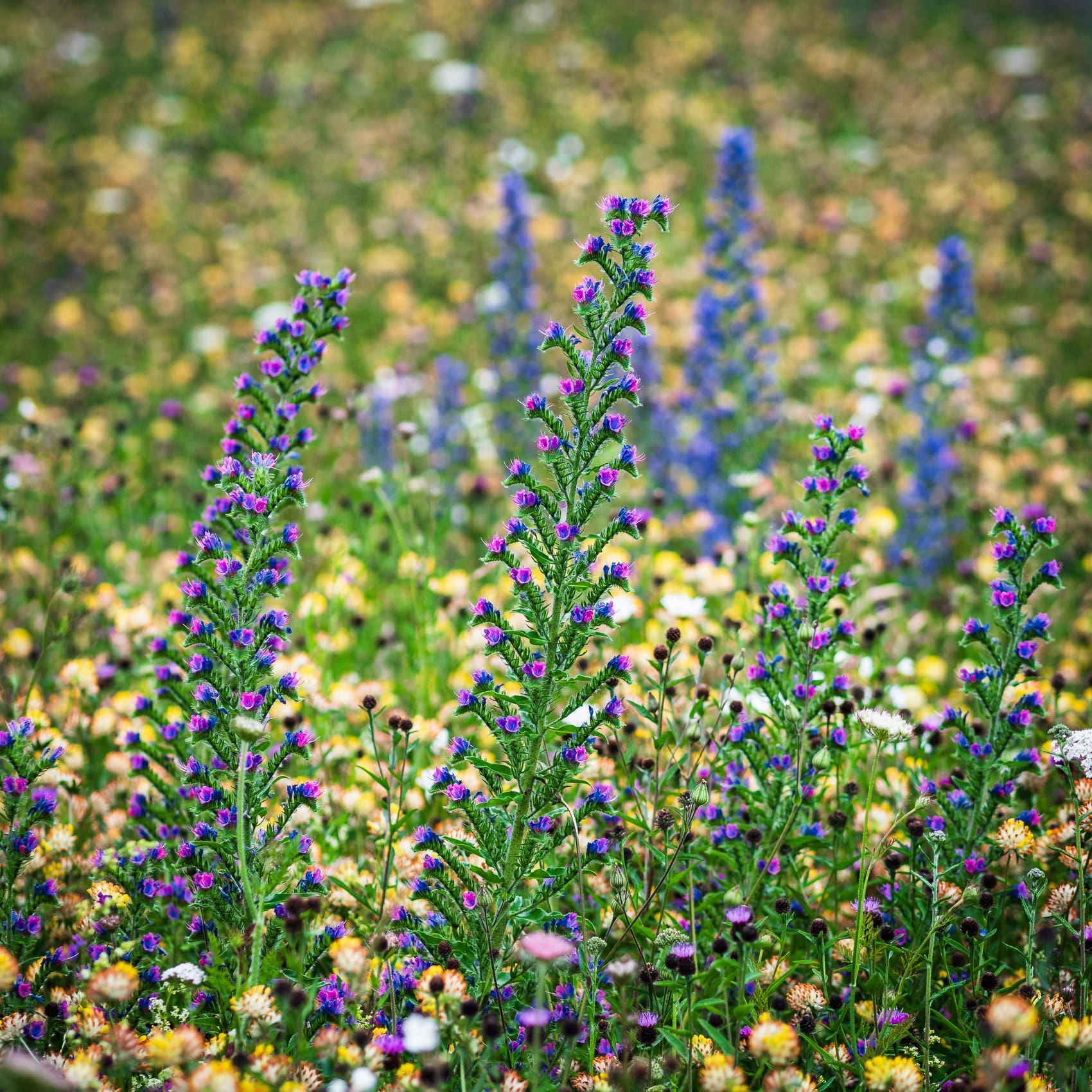 Wild Flowers on Magdalen Green, Dundee, Scotland