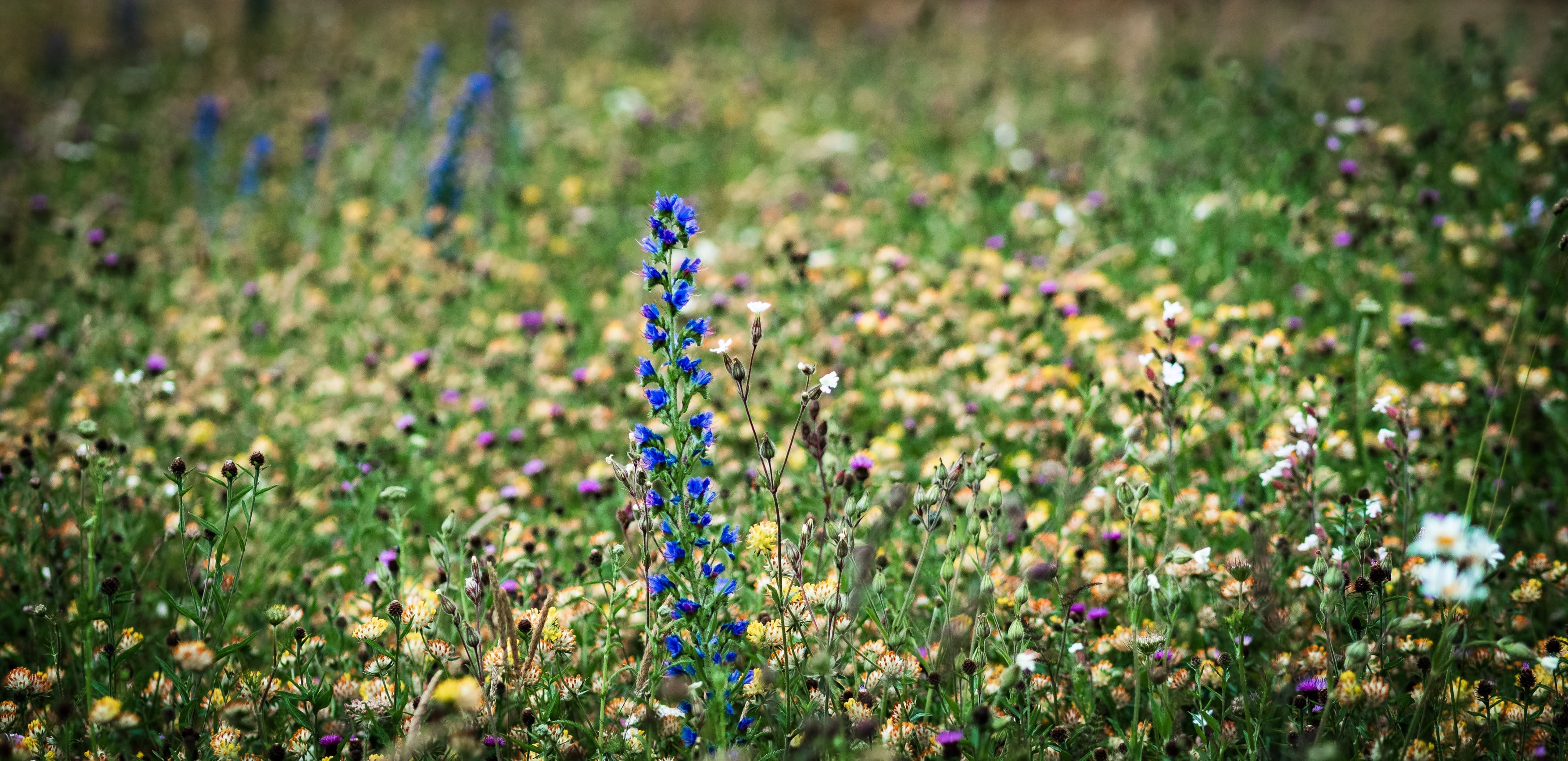 Wild Flowers on Magdalen Green, Dundee, Scotland