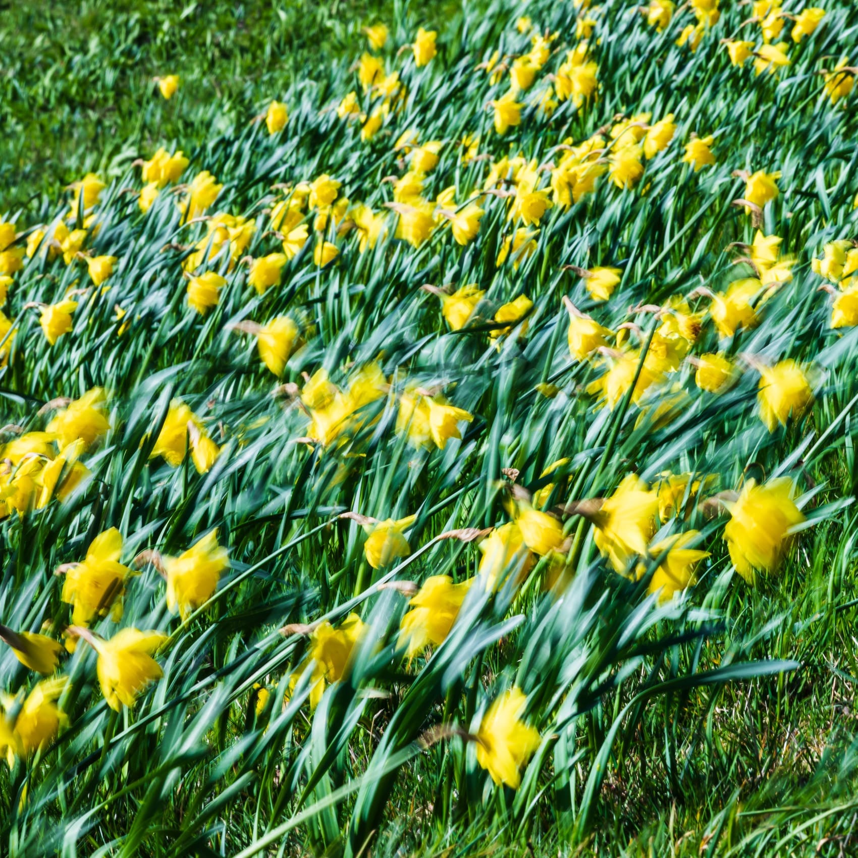 Daffodils being blown by a strong wind on Magdalen Green, Dundee, Scotland